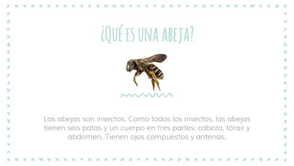 Las abejas Spanish reading printable & Google drive