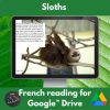 sloths google